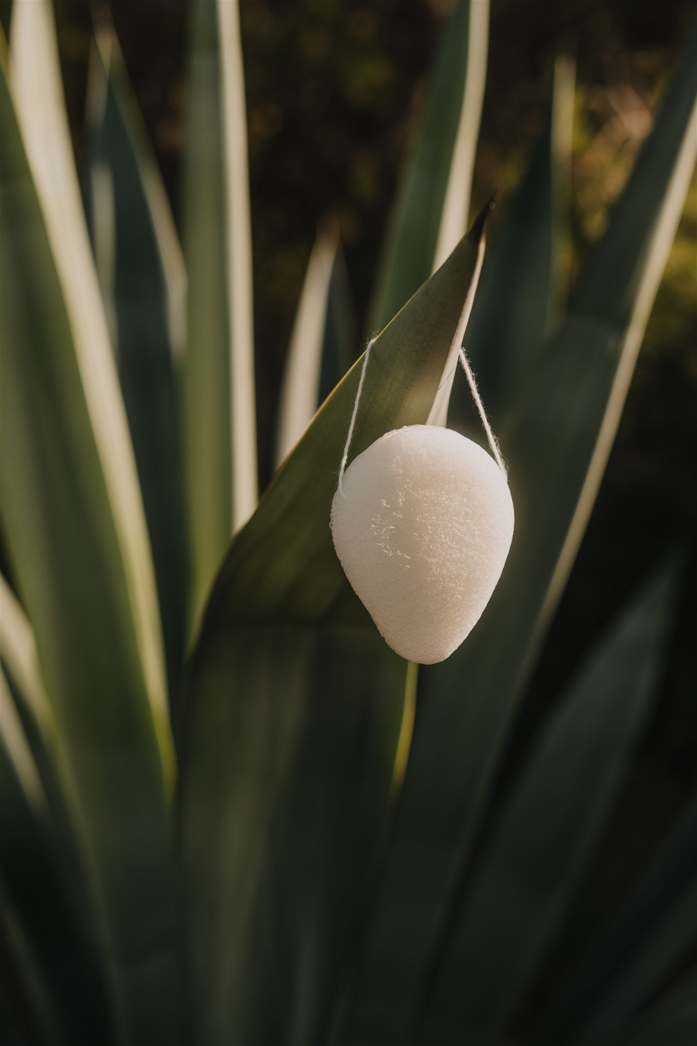 Konjac facial sponge